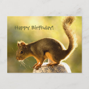 Cute Squirrel på en Cookie Burk Vykort