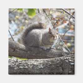 Cute Squirrel på Gren Magnet