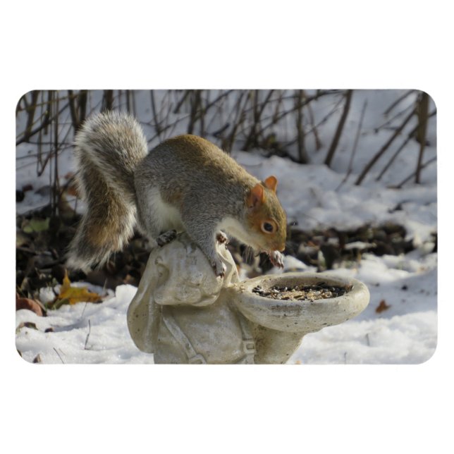 Cute Squirrel på kanin Bird Feeder Magnet (Horisontell)