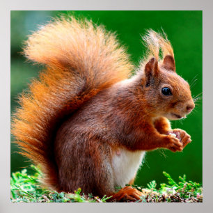 Cute Squirrel på Poster av gräs