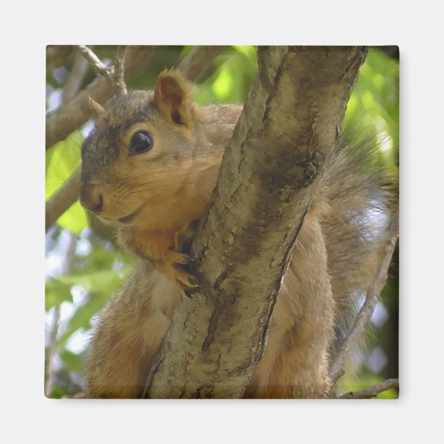 Cute Squirrel Photographic Kitchen Magnet (Framsidan)