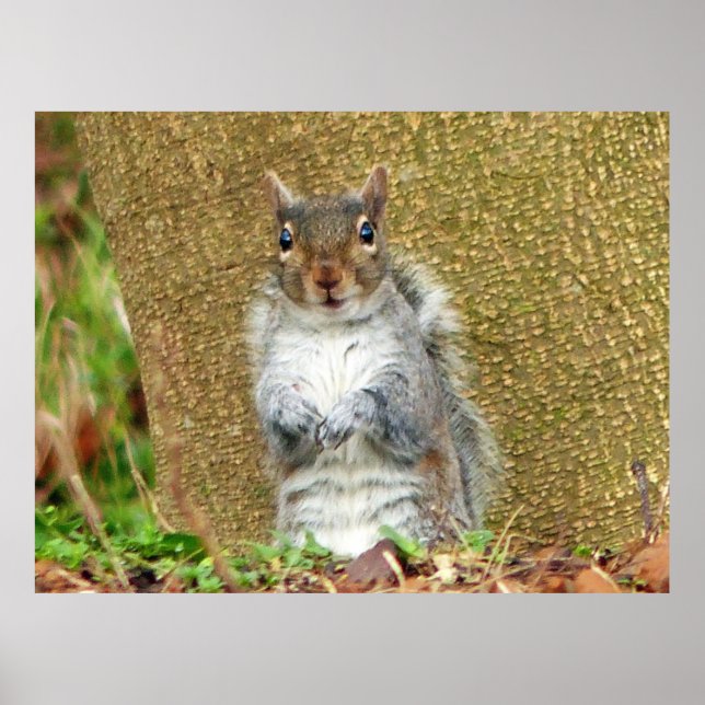 Cute Squirrel Poster (Framsidan)