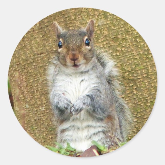 Cute Squirrel Runt Klistermärke (Framsida)