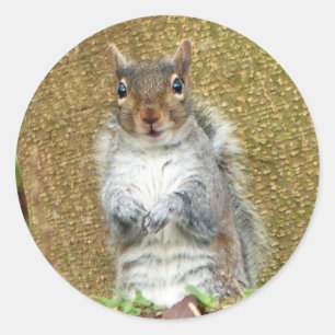 Cute Squirrel Runt Klistermärke