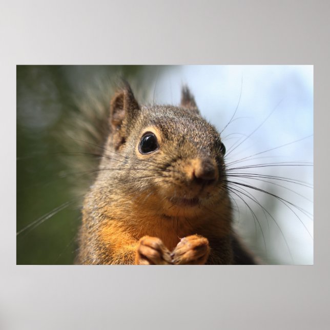 Cute Squirrel Smiling Closeup Photo Poster (Framsidan)