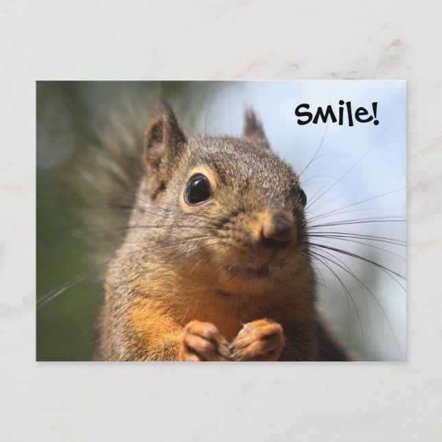 Cute Squirrel Smiling Closeup Photo Vykort (Framsida)