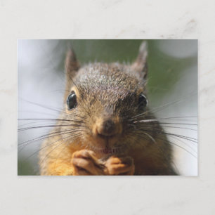 Cute Squirrel Smiling Macro Photo Vykort