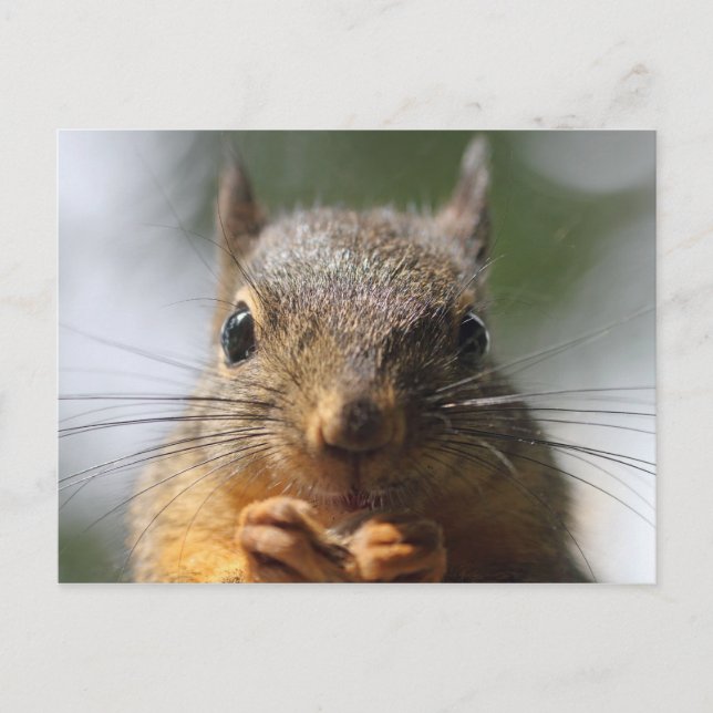 Cute Squirrel Smiling Macro Photo Vykort (Framsida)