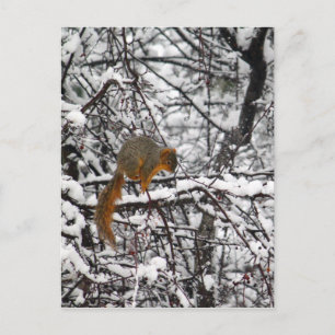 Cute Squirrel Snö Träd Vykort