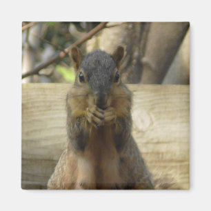 Cute Squirrel som äter Nöt Photogratograf Kitchen Magnet