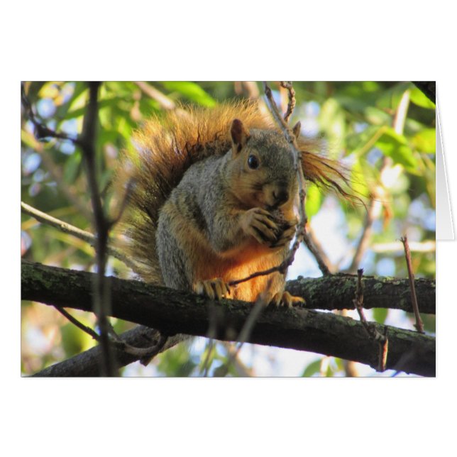 Cute Squirrel som innehar ett tomt kort för Nöt (Framsidan Horizontal)