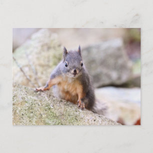 Cute Squirrel Staring Vykort