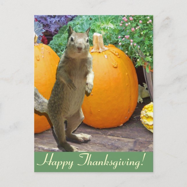 Cute Squirrel-Thanksgiving Helg Vykort (Framsida)