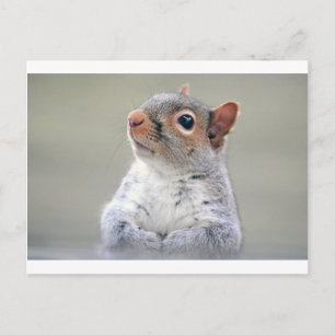 Cute Squirrel Vykort