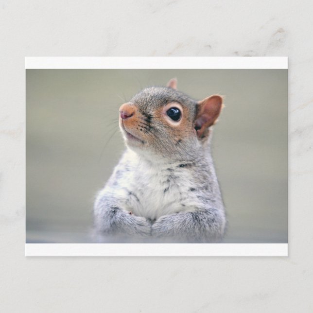 Cute Squirrel Vykort (Framsida)