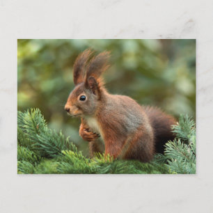 Cute squirrel vykort