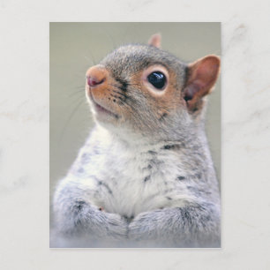 Cute Squirrel Vykort