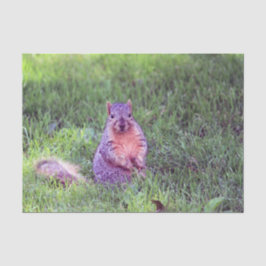Cute Squirrel Wildlife Photo