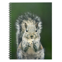 Cute Squirrel Wildlife Photography