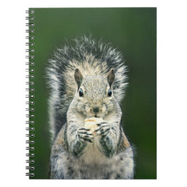 Cute Squirrel Wildlife Photography Anteckningsbok