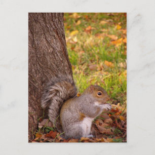 Cute Squirt Close Up Post Card Vykort