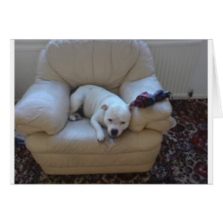 Cute staffie hälsningskort