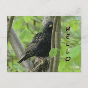 Cute Starling Cust. HEJ vykort