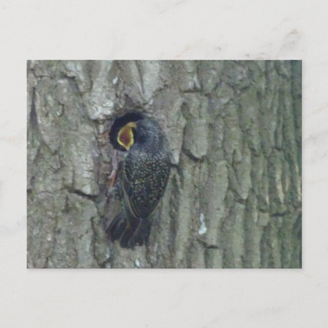 Cute Starving med Youngling DIY-vykort Vykort (Framsida)