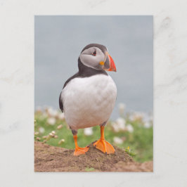 Cute Stop Puffin Vykort