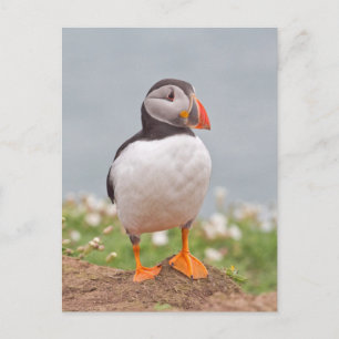 Cute Stop Puffin Vykort