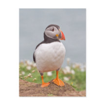 Cute Stop Puffin