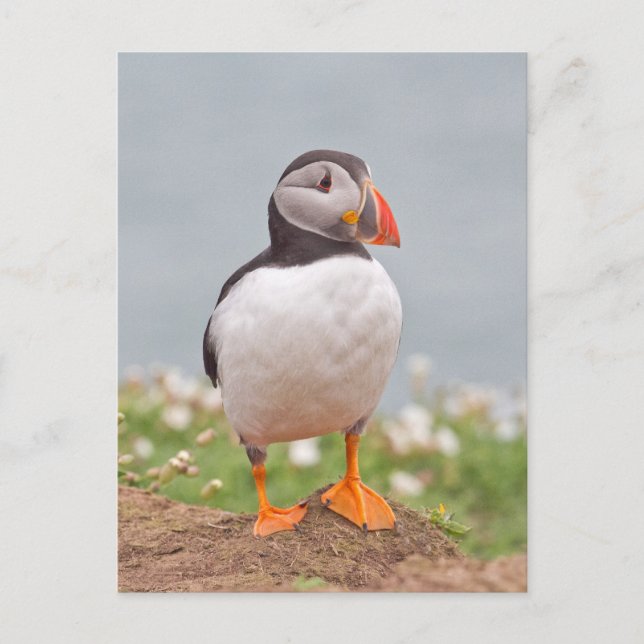 Cute Stop Puffin Vykort (Framsida)