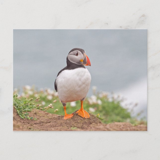 Cute Stop Puffin Vykort (Framsida)