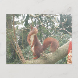 Cute Stquirrel DIY Postcard Vykort