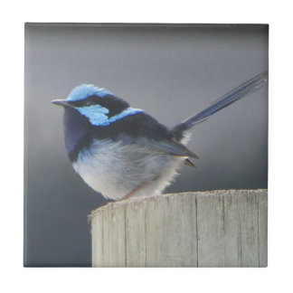 Cute Superb Fairywren  Kakelplatta