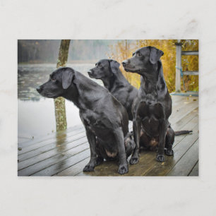 Cute Svart lab Dock-foto Vykort