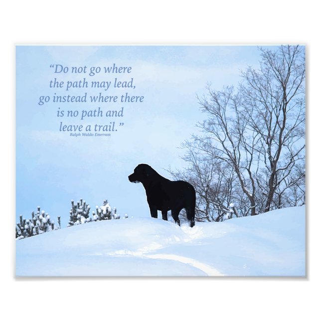 Cute Svart lab Labrador Retriever Hund Fototryck (Framsidan)