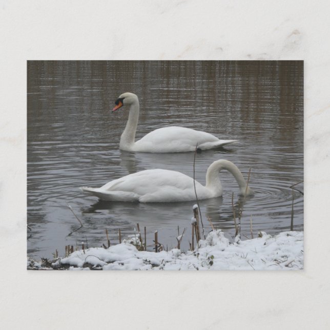 Cute Swans in Winter DIY Postcard Helg Vykort (Framsida)