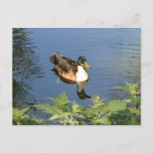 Cute Swimming Anka DIY-vykort Helg Vykort