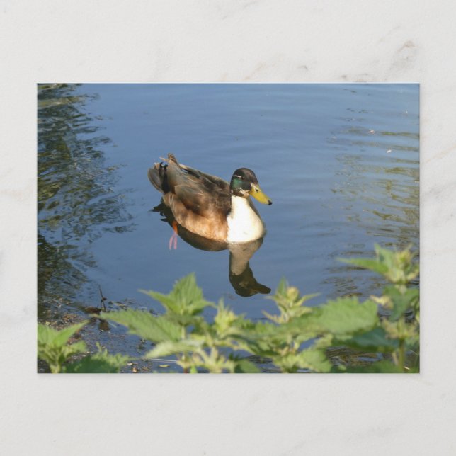 Cute Swimming Anka DIY-vykort Helg Vykort (Framsida)