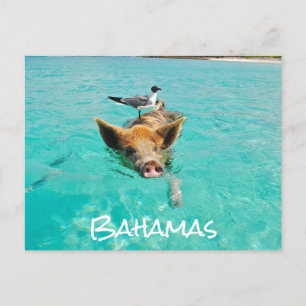 Cute Swimming Gris Exuma Bahamas Vykort