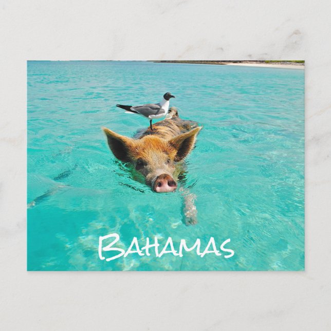 Cute Swimming Gris Exuma Bahamas Vykort (Framsida)