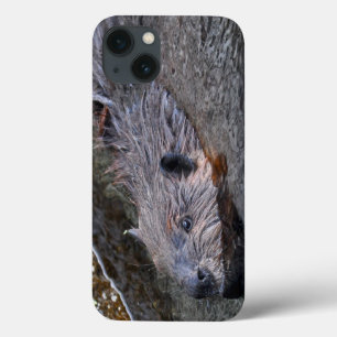 Cute Swimming Vild Beaver Wildlife Photo