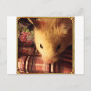 Cute Syrian Hamster Vykort