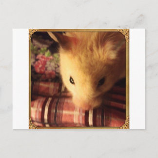 Cute Syrian Hamster Vykort