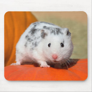 Cute Syrian Hamster White Black Pet Musmatta