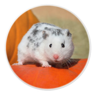 Cute Syrian Hamster White Black Spoted Funny Pet Knopp