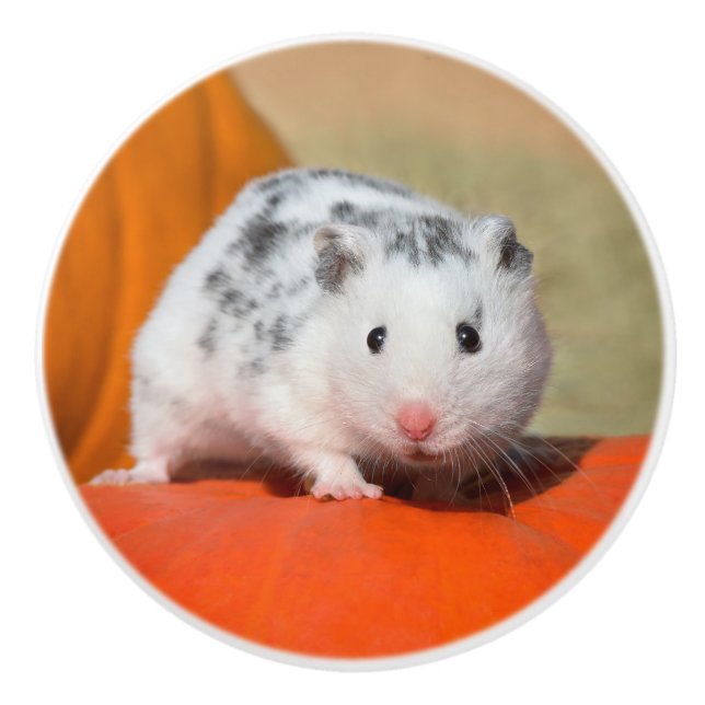 Cute Syrian Hamster White Black Spoted Funny Pet Knopp (Framsidan)