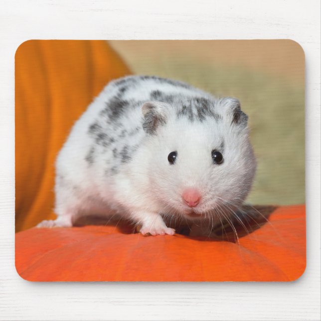 Cute Syrian Hamster White Black Spoted Funny Pet Musmatta (Framsidan)