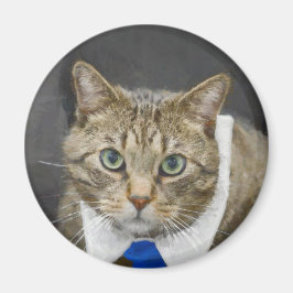 Cute Tabby katt Brown Grått Blue Tie Pet Magnet
